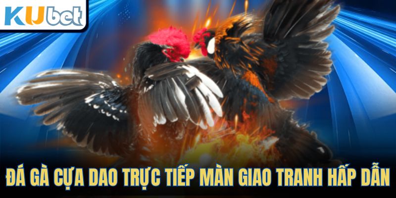 Đá gà cựa dao trực tiếp màn giao tranh hấp dẫn